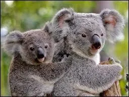 Quelle est la famille des koalas ?