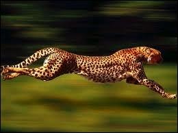 Quel est l'animal le plus rapide ?