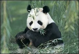 O vit le panda ?