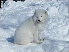Quelle est la deuxime faon d'appeler le renard polaire ?
