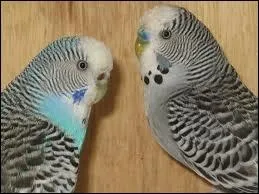 Comment reconnatre le mle de la femelle chez les perruches ondules ?