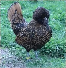 Quelle est cette race de poules ?