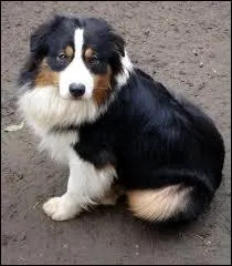Quelle est cette race de chiens ?