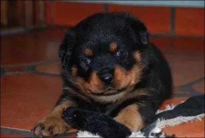 Quelle est la chose la plus importante chez un rottweiler ?