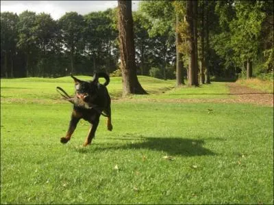 Qu'est-ce que les chiens aiment le plus quand vous regardez cette photo ?