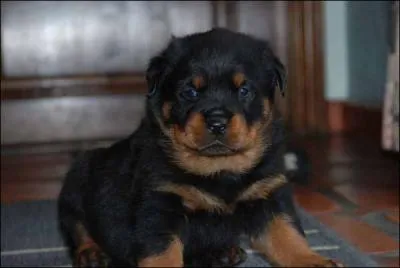 Les rottweilers sont-ils malins ?