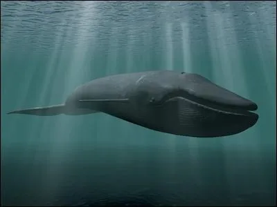 Quelle quantit de sperme la baleine bleue mle dissmine-t-elle  chaque accouplement ?