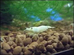 Comment s'appelle cette crevette ?