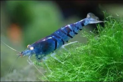 Comment se nomme cette crevette ?