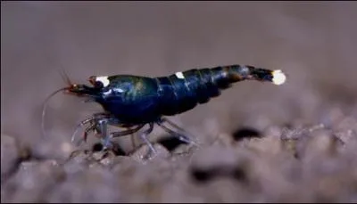 Quel est le nom de cette crevette ?