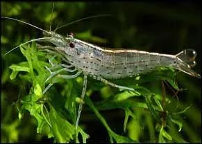 Cette crevette doit son nom  son dcouvreur. Mais quel est-il ?