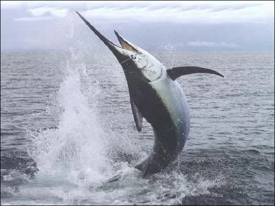 C'est un bien joli poisson, mais comment le nomme-t-on ?