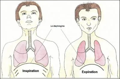 L'homme inspire et expire diffrents gaz au cours de la respiration. Lesquels ?