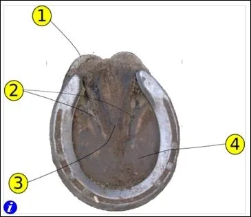 Parlons du pied du cheval, comment se nomme la partie 1 ?