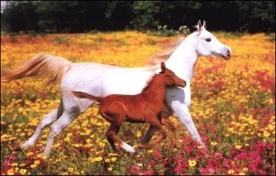 Niveau galop 3 (pour se mettre dans le bain) : on distingue trois allures naturelles (le pas, le trot, le galop). Ce sont les seules qui existent.