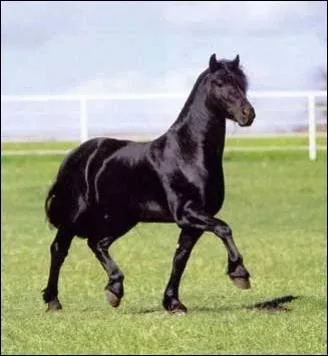 Que sont les tmoins ?