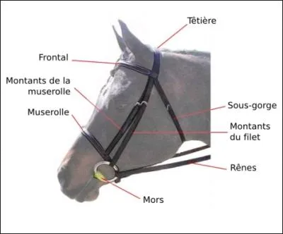  quoi sert le filet ?