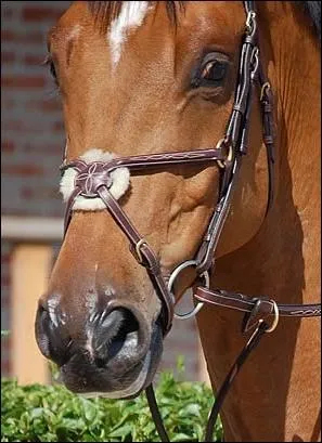 Regardez cette image, comment s'appelle cette muserolle ?