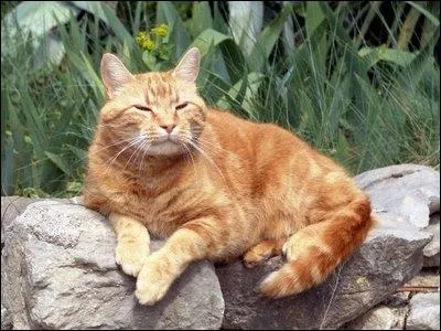 toile de Feu tait autrefois un chat des montagnes.