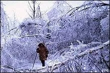 Quels ont t les peuplements d'arbres les plus affects ?