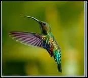 Je suis... ... ... ... ... ... ... .