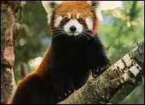 Je suis quel animal ?