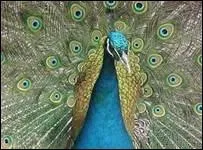 Quel animal suis-je ?