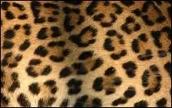 J'appartiens  quel animal ?