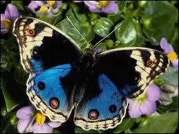 Est-il exact que les lépidoptères émettent un liquide cyanuré quand on les attaque ?