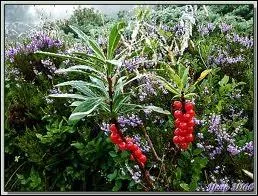 10 à 12 de ses fruits sont mortels, appelée aussi Daphné, quel est son autre nom ?