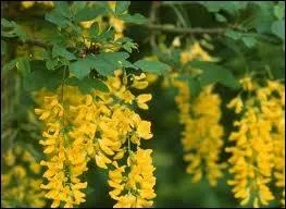 Purgatif violent quelle est cette plante toxique ?