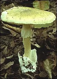 Quel est ce champignon mortel qui endommage le foie et les reins sans aucun antidote ?