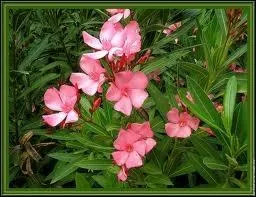 Quelle est cette plante très toxique dont une seule feuille peut parfois provoquer la mort ?