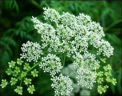 Quelle est cette plante mortelle qui paralyse les membres inférieurs puis les voies respiratoires ?
