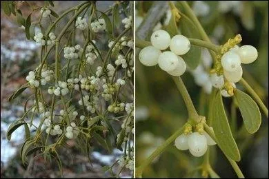 Quelle est cette plante dont 12 fruits sont déjà dangereux et dont l'ingestion de 20 baies très toxiques affaiblissent le rythme cardiaque ?