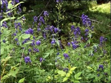 300 g de cette plante tuent un cheval, paralysant le pharynx , c'est une des plantes les plus dangereuses, 2 à 3 g de sa racine entraîne la mort d'un humain :