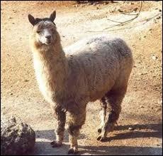 Comment s'appelle cet animal qui est un mouton crois avec un lama ?