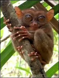 Quel est cet animal nocturne ?