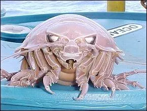 Comment s'appelle cet isopode marin ?