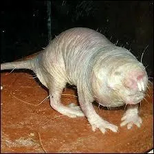 Comment s'appelle cet animal ?