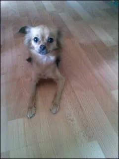 Comment dit-on  chien  ?