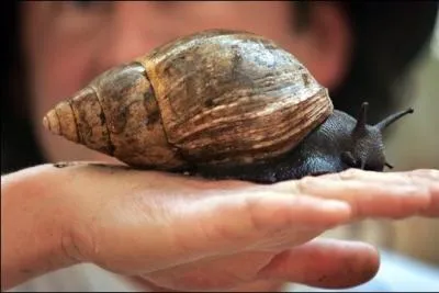 Quelle taille record atteignent les escargots gants africains qui envahirent la Floride ?