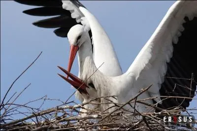 Après ce long voyage intersidéral, revenons sur la Terre. Nous dirons qu'en règle générale il mesure 50 cm et pèse 3 kg 300. 
Qui est sur le point d'arriver ?