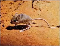 La gerboise est un petit rongeur des zones arides. Comment se dplace-t-elle ?