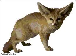 Le fennec, surnomm le renard des sables, possde une particularit physique. Laquelle ?