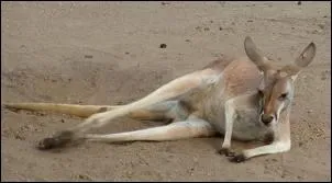 Emblme de l'Australie, le kangourou est connu pour ses bonds spectaculaires, mais aussi pour porter ses petits dans une poche ventrale. Comment s'appelle cette poche ?