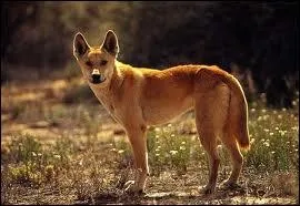 Un dingo est une sorte de chien sauvage. Dans quel pays vit-il ?