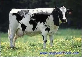 Quel est cet animal ?