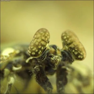  qui appartiennent ces yeux ? (Lysiosquilla maculata)