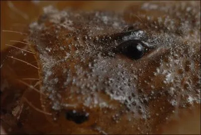  qui appartiennent ces yeux ? (Pandinus cavimanus)